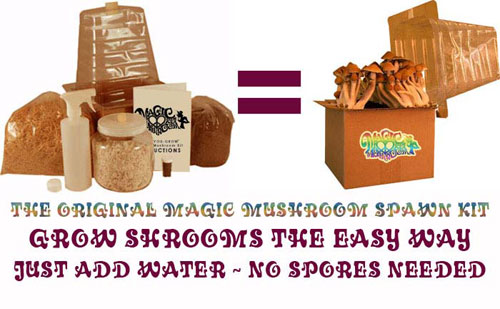 mushroom kits magic